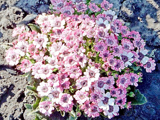 Цветы для сада фото и названия