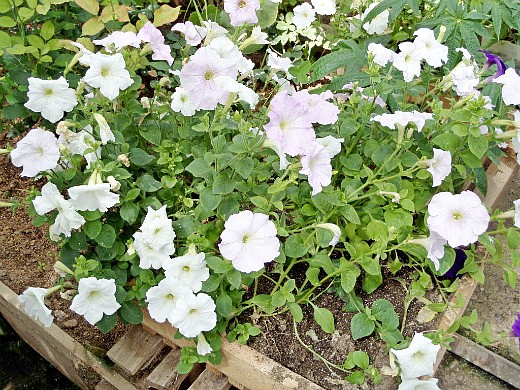 Цветы для сада фото и названия