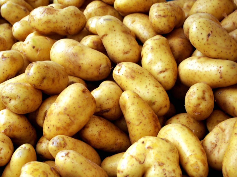 Как правильно подготовить участок для посадки картофеля?
