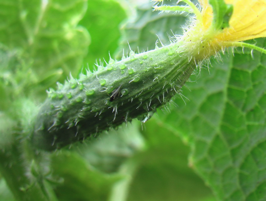 Нужно ли прогревать грядку перед посевом семян огурца?