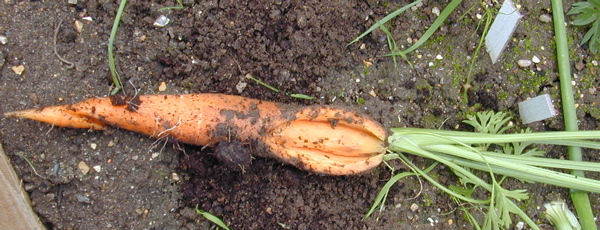 Почему растрескалась морковь?