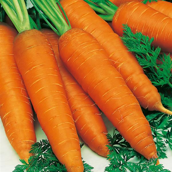 Подзимние посевы сортов моркови
