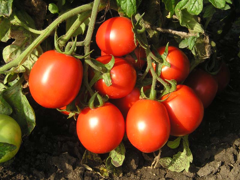 Какие сорта томата завязывают плоды в экстремальных условиях?