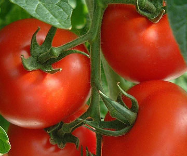 Какие сорта томата можно выращивать в открытом грунте средней полосы?