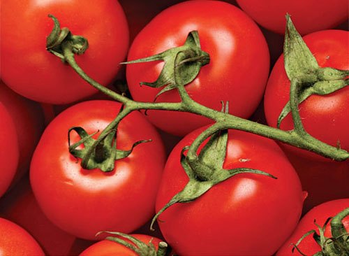 Какие сорта томата лучше выращивать в теплице?