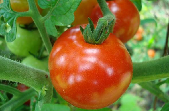 Укоренение черенков томатов