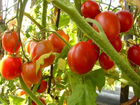 Как по внешнему виду томатов определить, какие удобрения следует давать при подкормке?