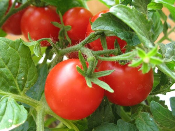 Какие сорта томата выращивают для сбора кистями?