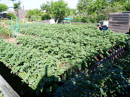Картофель и помидоры на одних грядках много лет подряд